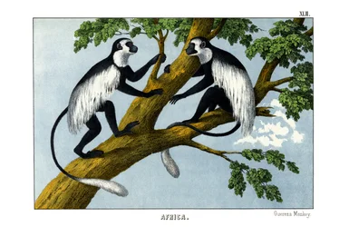 Guereza Monkey