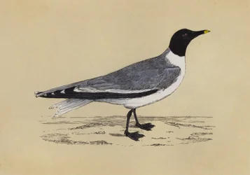 Gull