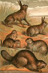 Hare, Prairie Dogs, Rabbit, Marmot and Beaver
