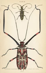 Harlequin beetle and flat-faced longhorn beetle
