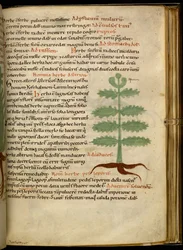 The Herb Asterion