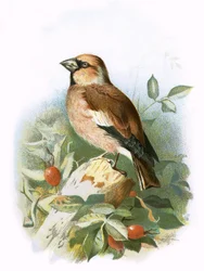 Hawfinch