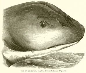 Head of Sea-Serpent
