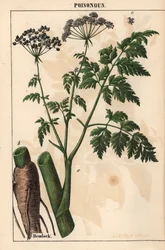 Hemlock or Conium maculatum, from 