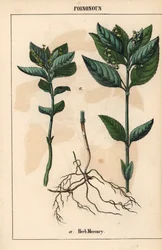 Herb mercury, from 