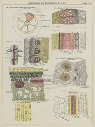 Histology of Flowering Plant