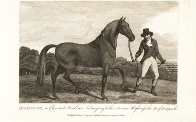 Hohenloe, a chestnut Arabian belonging to his Serene Highness the Margrave of Anspach