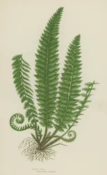 Holly Fern