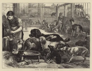Home for Destitute Dogs