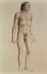Homo Erectus