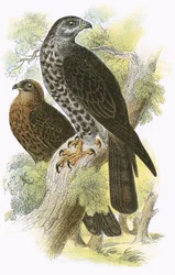 Honey Kite