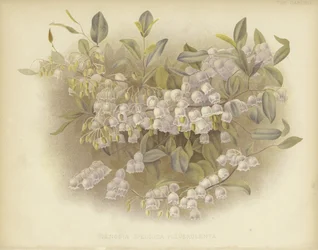 Honeycups, zenobia or dusty zenobia