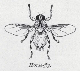 Horse-Fly