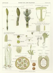 Horse Tail and Pillwort