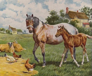 Horse and Foal, Sheep and Hens
