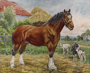 Horse and goats