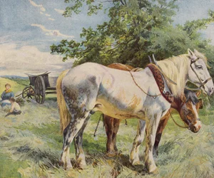 Horses Taking a Break from Work on a Farm
