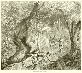Hunting the Gorilla