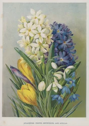 Hyacinths, Crocus, Snowdrops, and Scillas