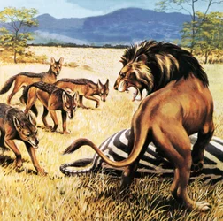 Hyenas Coming to Clear Up After a Lion