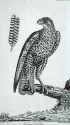 Iceland Falcon, from 