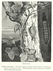 Ichneumons (Engraving)