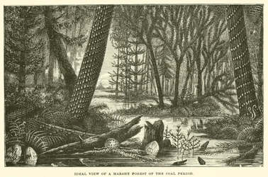Ideal View of a Marshy Forest of the Coal Period