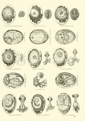 Incubation of a Chicken, Page from The Pictorial Museum of Animated Nature