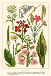Inflorescences
