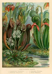 Insectivorous Plants