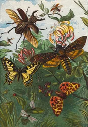 Insects