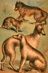 Jackal, Wolf, Irish Wolfhound and Deerhound