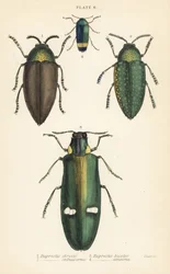 Jewel beetles