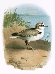 Kentish Plover