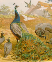 King of the Farmyard