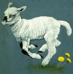 Lamb