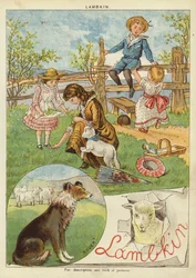 Lambkin