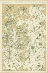 Leaves from Nature