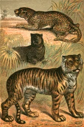 Leopard, Black Panther and Tiger