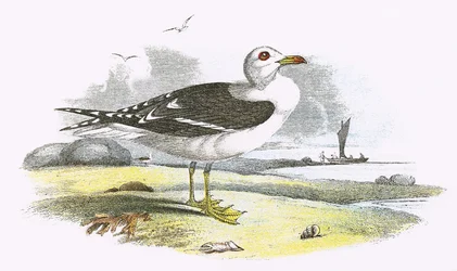 Lesser Black-backed Gull