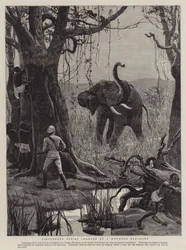 Lieutenant Stairs charged by a Wounded Elephant