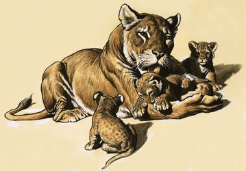 Lion cubs