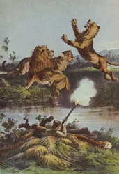Lion hunting at night