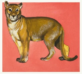 Lioness