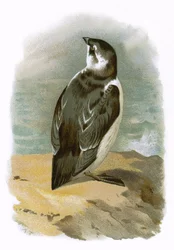 Little Auk