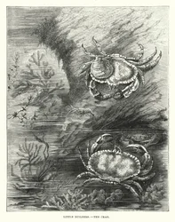Little Builders, The Crab