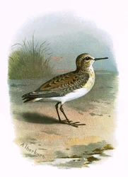 Little Stint