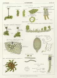 Liverworts
