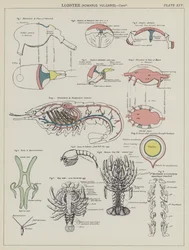 Lobster, Homarus Vulgaris