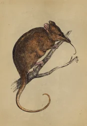Long-Snouted Tarsipes